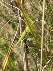 Phaneroptera falcata