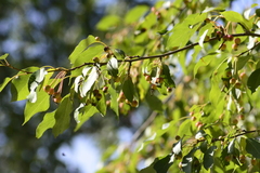 Malus baccata