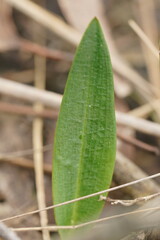Cryptostylis subulata