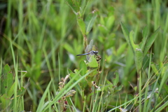 Brachydiplax chalybea