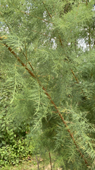 Tamarix