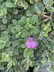 Podalyria burchellii