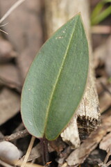 Cryptostylis leptochila