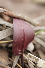 Cryptostylis leptochila