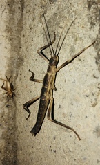 Peruphasma pentlandi