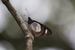 Amauris ochlea ochlea