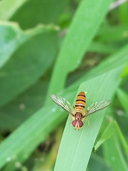 Episyrphus viridaureus