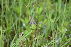 Brachydiplax chalybea