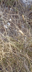 Vipera ursinii