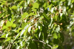 Malus baccata