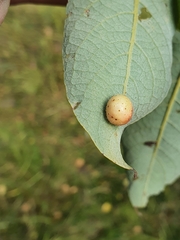 Euura pedunculi