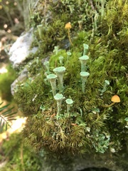 Cladonia pyxidata