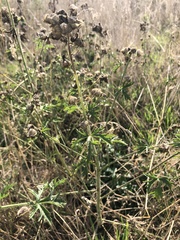 Malva moschata