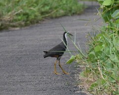 Amaurornis phoenicurus