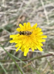 Epistrophe grossulariae