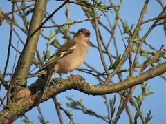 Fringilla coelebs coelebs