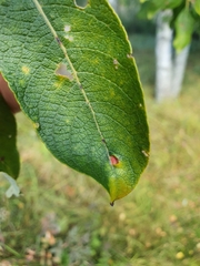 Euura pedunculi