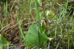 Brachydiplax chalybea