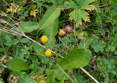 Trifolium badium