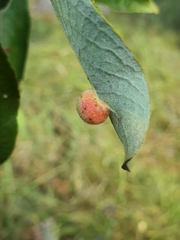 Euura pedunculi
