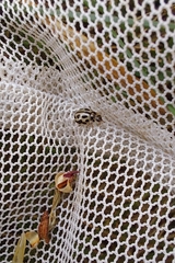 Tytthaspis sedecimpunctata