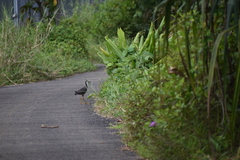 Amaurornis phoenicurus