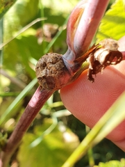 Lasioptera rubi