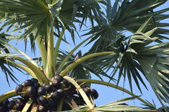 Borassus flabellifer