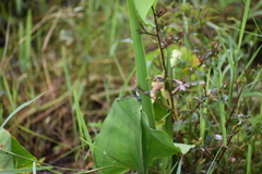 Brachydiplax chalybea