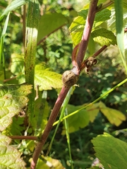 Lasioptera rubi