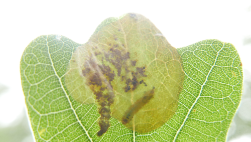 Oak Mining Sawfly