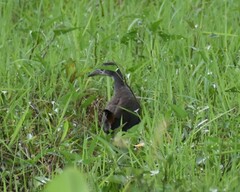 Amaurornis phoenicurus