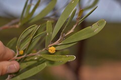 Acacia rhodophloia