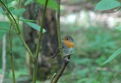 Erithacus rubecula