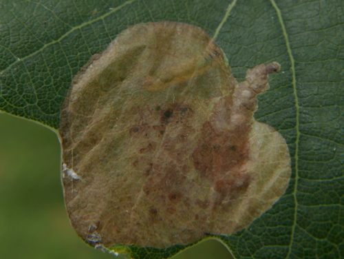 Oak Mining Sawfly