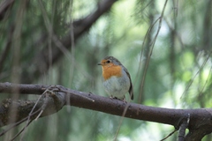 Erithacus rubecula