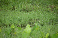 Amaurornis phoenicurus