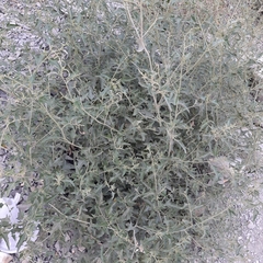 Atriplex tatarica