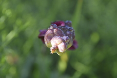 Chasmanthe aethiopica