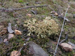 Pulchrocladia corallaizon