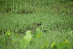 Amaurornis phoenicurus