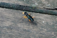 Therates labiatus