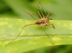 Phalangium opilio