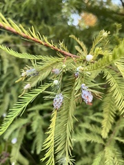 Taxodiomyia cupressiananassa