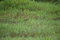 Amaurornis phoenicurus