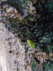 Salurnis marginella