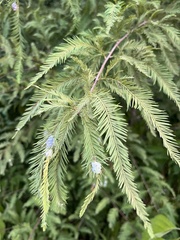 Taxodiomyia cupressiananassa