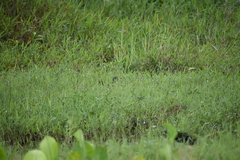 Amaurornis phoenicurus