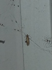 Amydria effrenatella