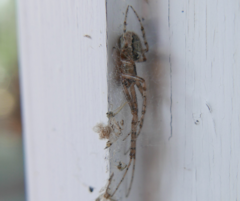 Araneidae